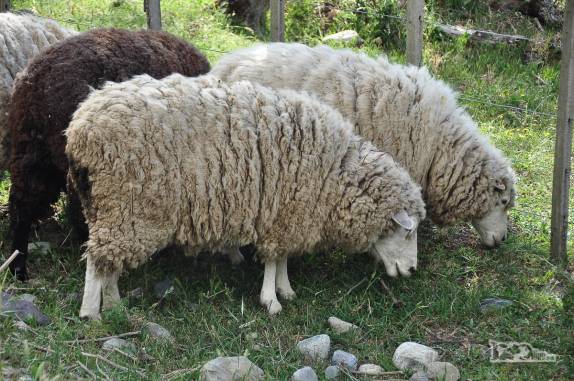 Criação de ovelhas, muito comum ao longo de toda a Carretera Austral, no sul do Chile